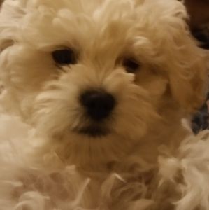 Meet your Posher, Desiree